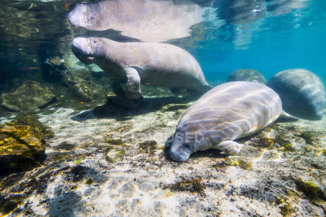 Manatee with calf in Crystal River — Stock Photo