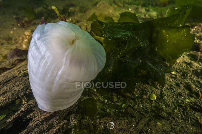 Giant plumose anemone is Puget Sound — Stock Photo
