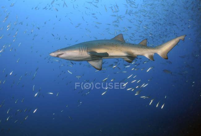 Песчаная тигровая акула в стае рыб — стоковое фото