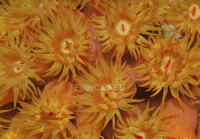 Оранжевый стакан коралла в Карибском море — стоковое фото