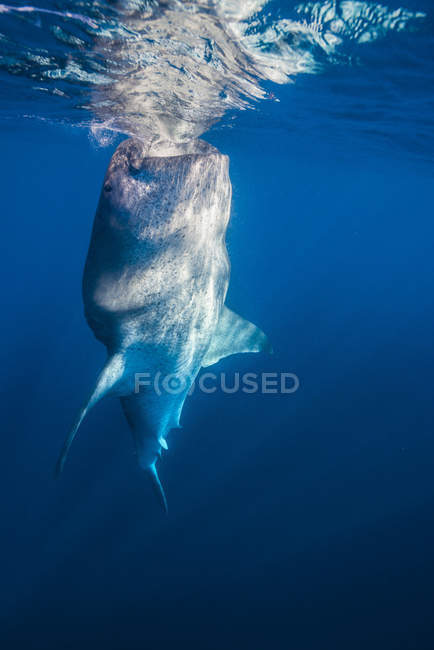 Tiburón ballena con la boca abierta - foto de stock