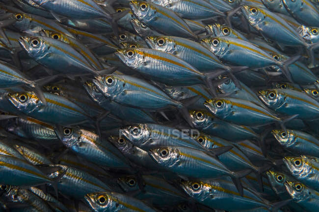 Oxeye scad rebanho de peixes — Fotografia de Stock