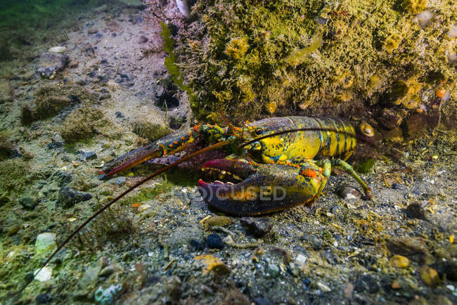 Американський омарів на морському дні — стокове фото