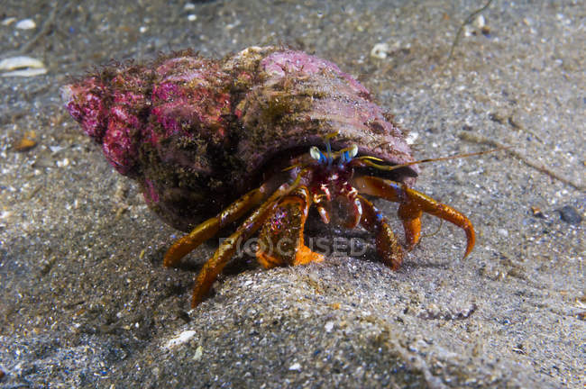 Crabe ermite acadien rampant sur le fond marin — Photo de stock