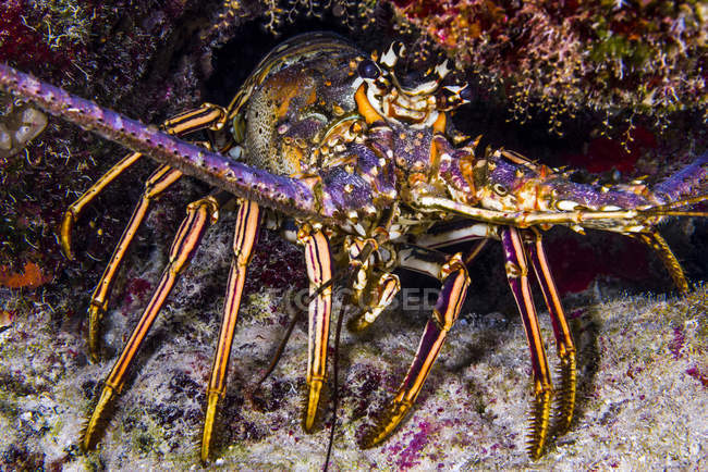 Spiny lobster in Grand Cayman — Stock Photo