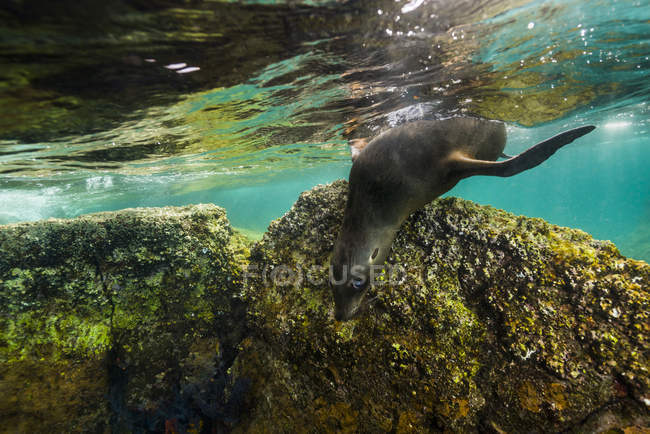 Kalifornischer Seelöwe in isla mujeres — Stockfoto