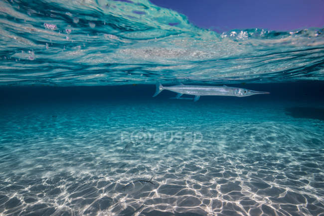 Aiguillat près de la surface de l'eau — Photo de stock