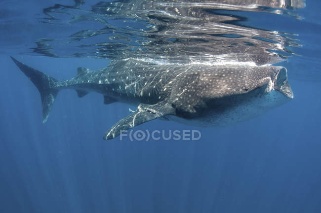 Tiburón ballena alimentándose cerca de la superficie del agua - foto de stock