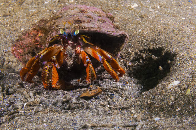 Acadian ermitaño cangrejo arrastrándose en el fondo del mar - foto de stock