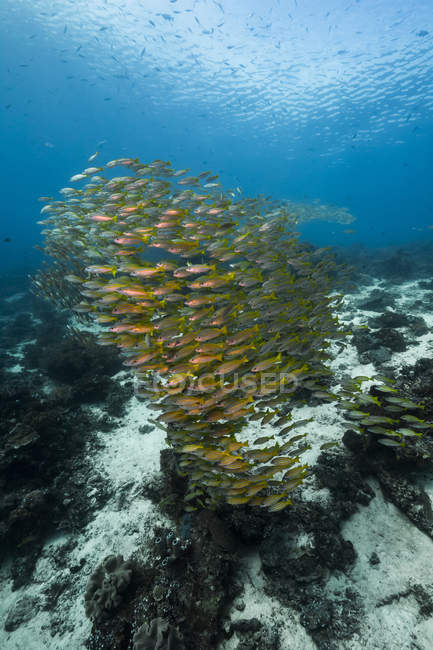 Golden-lined snappers in Raja Ampat — Stock Photo