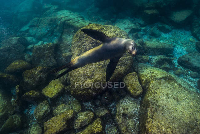 León marino de California en Isla Mujeres - foto de stock