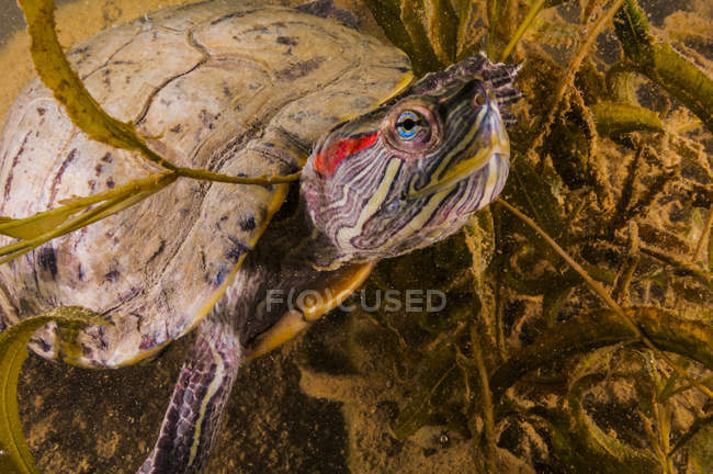 Tartaruga cursore dalle orecchie rosse — Foto stock