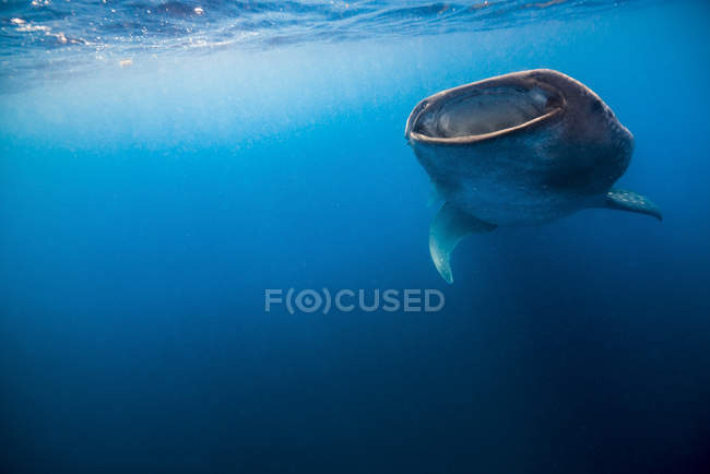 Китова акула в Isla Mujeres — стокове фото