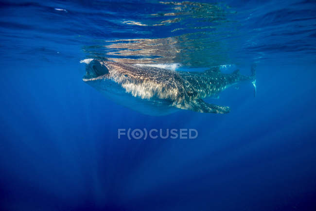 Requin baleine à Isla Mujeres — Photo de stock
