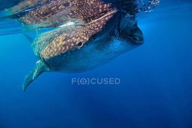 Whale shark swimming near surface — Stock Photo