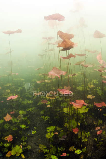 Lily pads underwater in cenote — Stock Photo