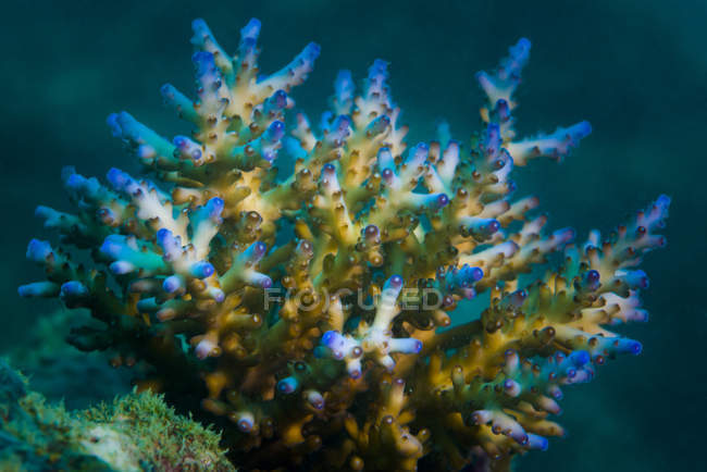 Colorato colpo di primo piano corallo — Foto stock