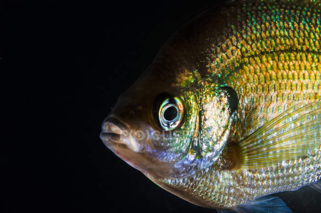 Sunfish verde close-up tiro — Fotografia de Stock