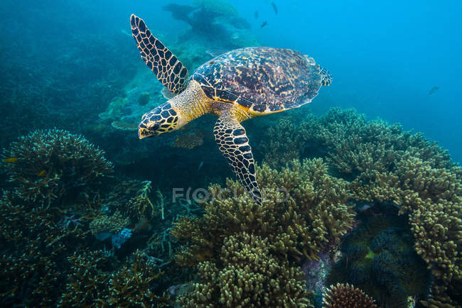 Falkenschildkröte schwimmt über Riff — Stockfoto
