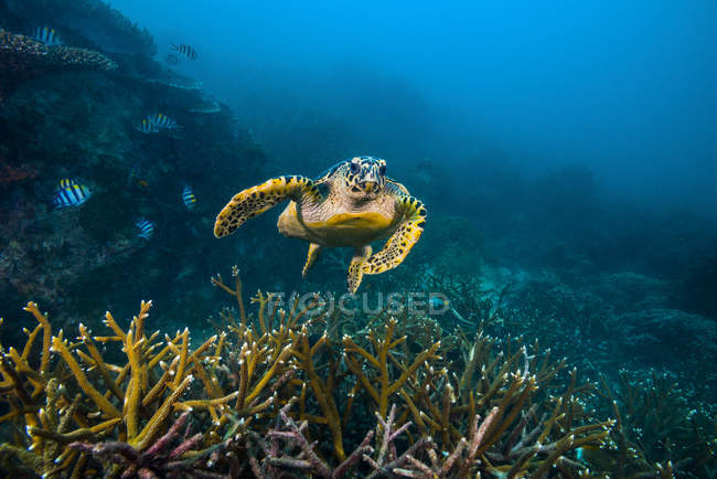 Falkenschildkröte schwimmt über Riff — Stockfoto