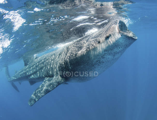 Китова акула харчується біля поверхні води — стокове фото