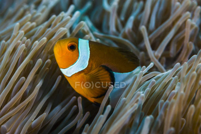Pesce pagliaccio finto nei tentacoli di anemone — Foto stock