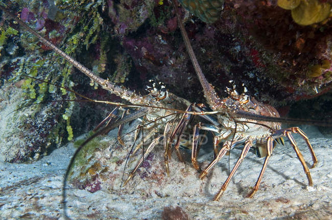 Пара колючих карибских омаров — стоковое фото