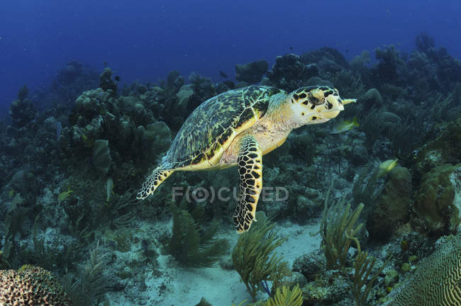Hawksbill turtle swimming over reef — Stock Photo