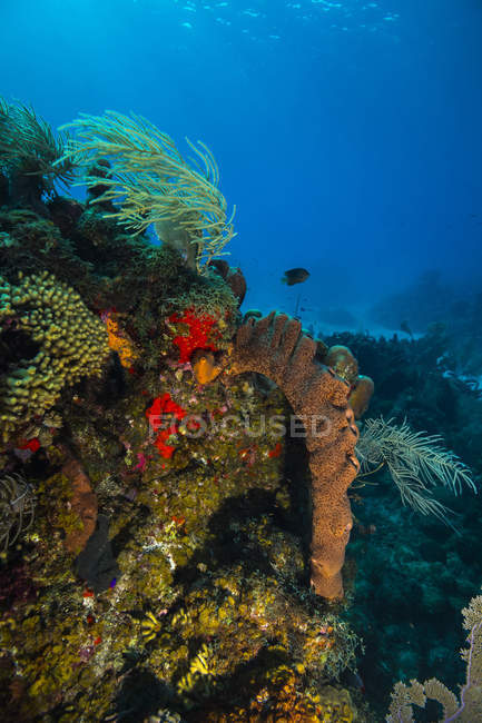 Récif corallien à Sainte Croix — Photo de stock
