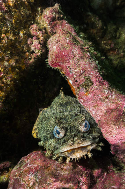 Peixe-sapo-ostra escondido em destroços — Fotografia de Stock