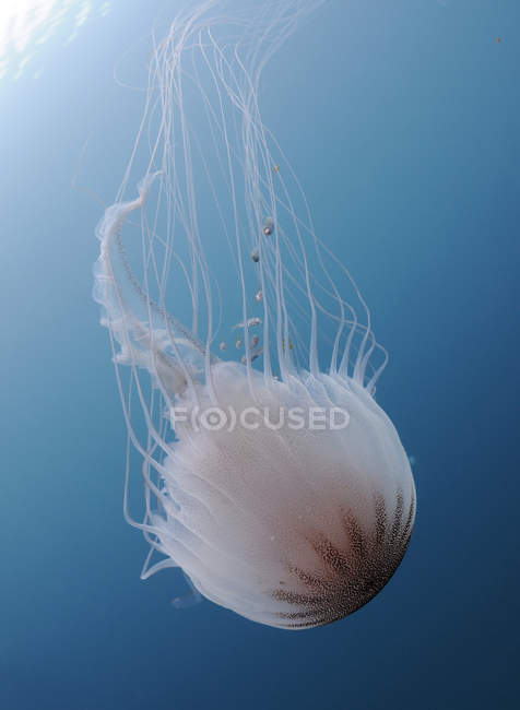 Medusas de urtigas marinhas — Fotografia de Stock