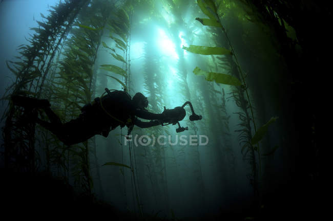 Persona con macchina fotografica immersioni nella foresta di alghe, Isla de Cedros, Baja California, Messico — Foto stock