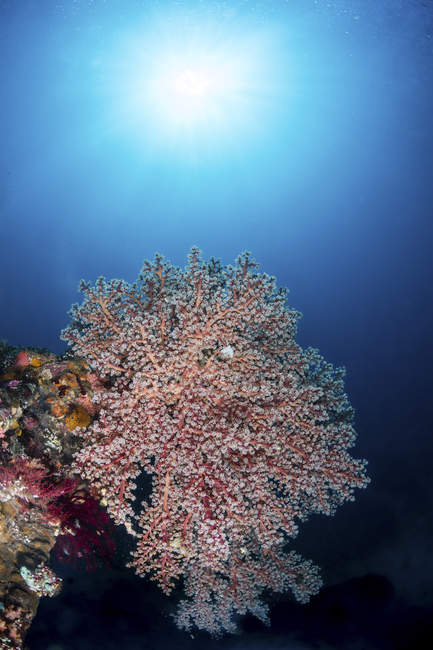 Colony of soft corals on the USS Liberty wreck, Tulamben, Indonesia — Stock Photo