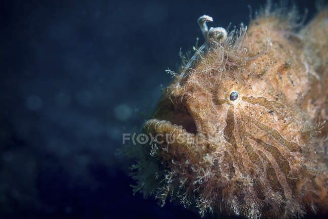Closeup cropped view of striated frogfish — Stock Photo
