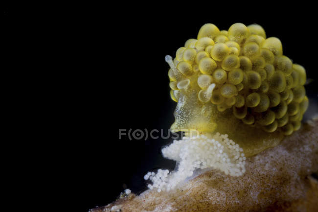 Closeup view of Doto ussi nudibranch watching over its eggs — Stock Photo