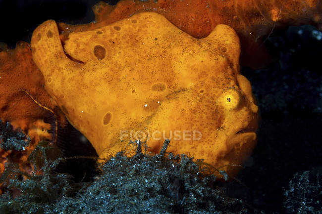 Closeup side view of orange ocellated frogfish — Stock Photo