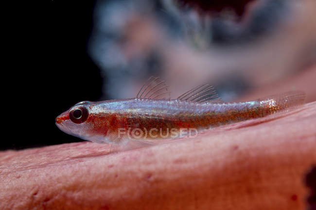 Vue rapprochée de la minuscule Pleurosicya boldinghi goby sur corail mou — Photo de stock