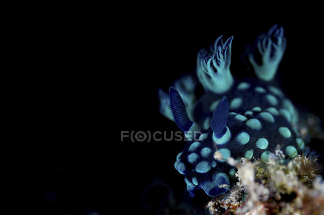 Closeup view of a Nembrotha Cristata sea slug eating sea squirts — Stock Photo
