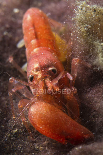 Closeup front view of pistol shrimp — Stock Photo