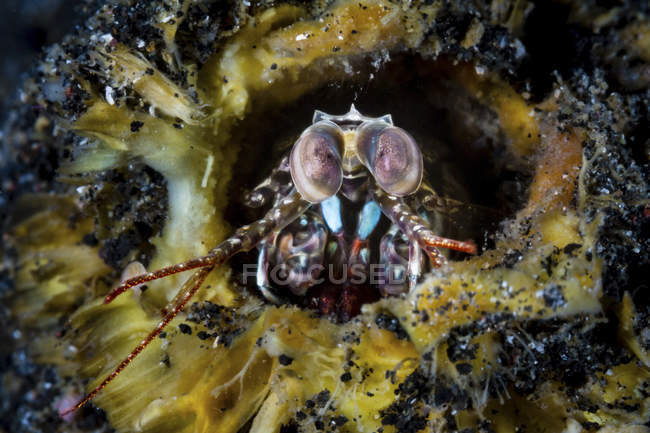 Primo piano vista frontale di gamberetti mantide nel suo covo — Foto stock
