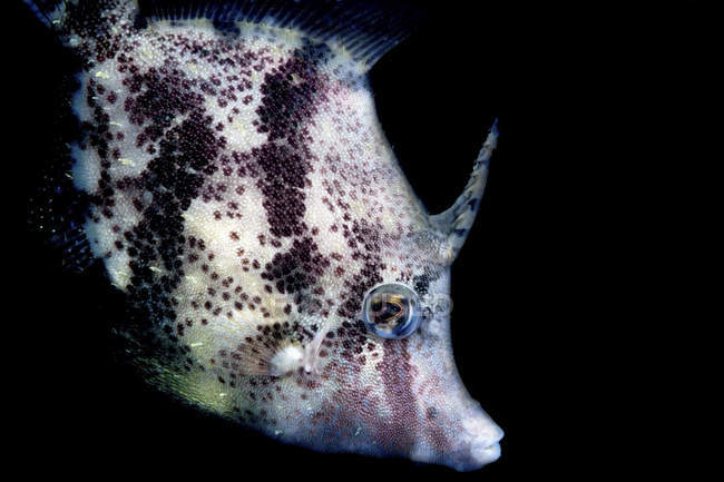 Primo piano vista laterale di Bristle-coda filefish — Foto stock