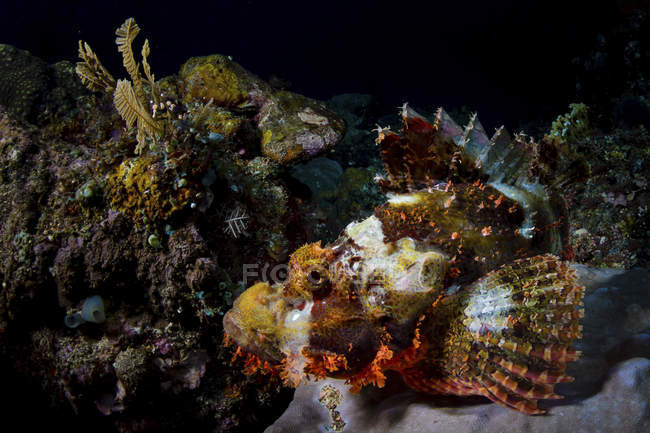 Vista da vicino dello scorfano naufragato sulla barriera corallina — Foto stock