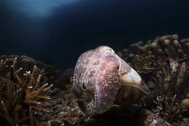 Portrait d'une seiche broadclub sur un récif corallien — Photo de stock