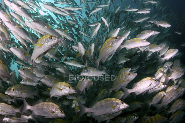School of yellow snappers swimming in blue water — Stock Photo