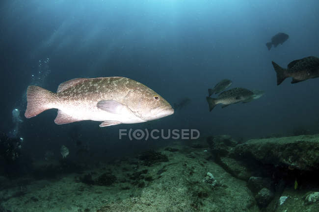 Groupers Golfo nadando em água escura — Fotografia de Stock