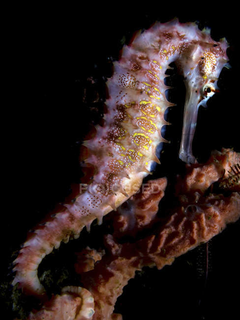 Closeup side view of one spiny seahorse — Stock Photo