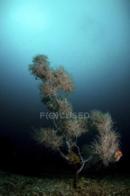 Мягкие кораллы растут на темном рифе — стоковое фото