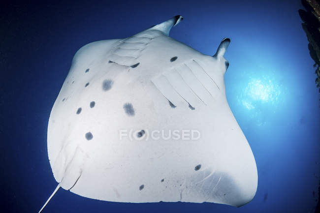 Bottom view of swimming reef manta ray — Stock Photo