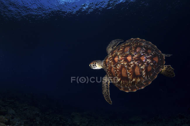 Green sea turtle floating in dark water — Stock Photo