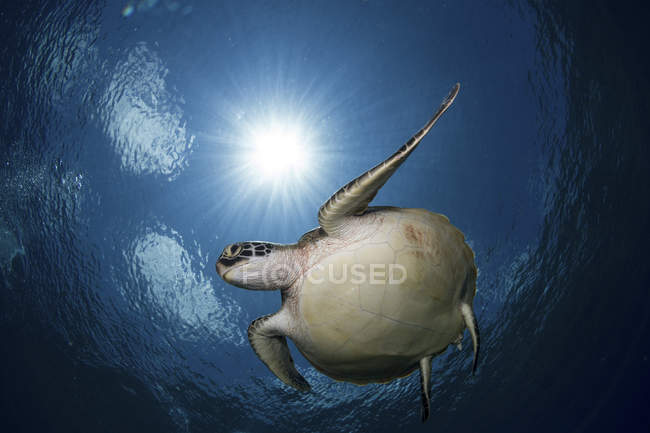 Vista inferior de la tortuga de mar verde natación - foto de stock